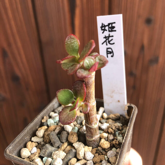 多肉植物　8点セット　小さめ　抜き苗 ハンドメイドのフラワー/ガーデン(その他)の商品写真