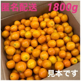 【ラスト】無農薬金柑　完熟きんかん　1800g   大小色々(フルーツ)