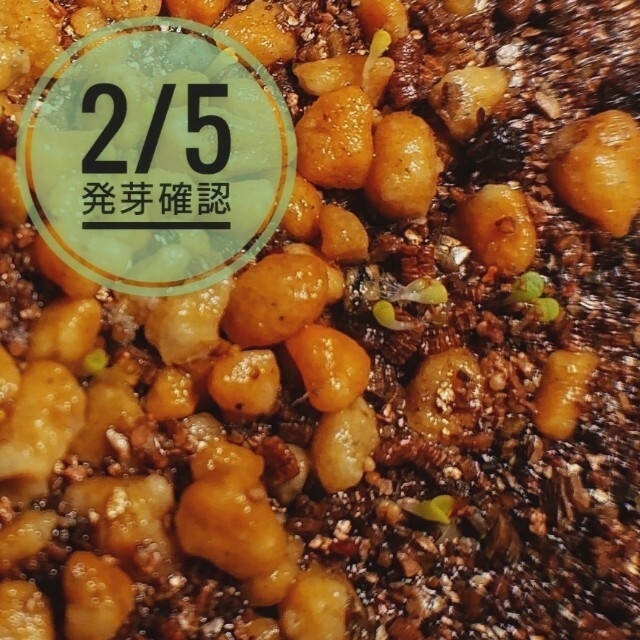 リトープス ミックス種子 50粒 発芽説明入り ハンドメイドのフラワー/ガーデン(その他)の商品写真