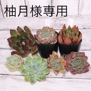 柚月様専用　多肉植物(その他)