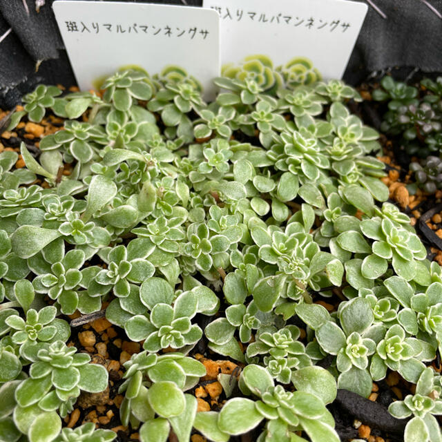 多肉植物　寄せ植えセット　17種類　30個以上 ハンドメイドのフラワー/ガーデン(その他)の商品写真