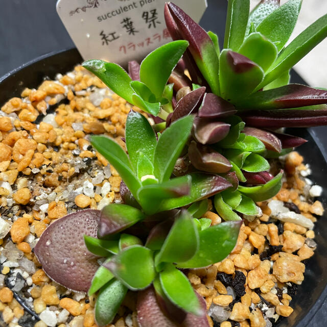 多肉植物　寄せ植えセット　17種類　30個以上 ハンドメイドのフラワー/ガーデン(その他)の商品写真