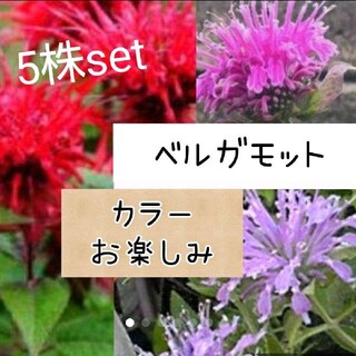 ベルガモット 花苗 ５株set(その他)