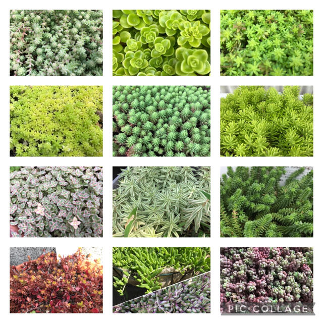 多肉植物★セダム♪13種類★寄せ植えや雑草対策・グリーンカーペットに‼︎ ハンドメイドのフラワー/ガーデン(その他)の商品写真