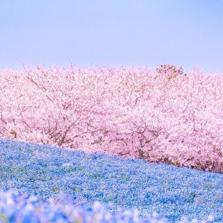 ヨシノヤ(吉野家)のひろやま様専用(レストラン/食事券)