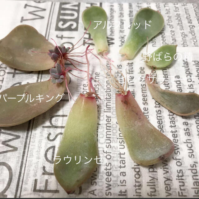 多肉植物　葉挿しセット ハンドメイドのフラワー/ガーデン(その他)の商品写真