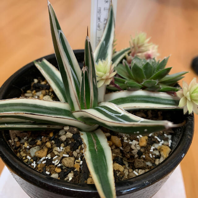 多肉植物 アガベ 氷山 brisbanesweeping.com.au