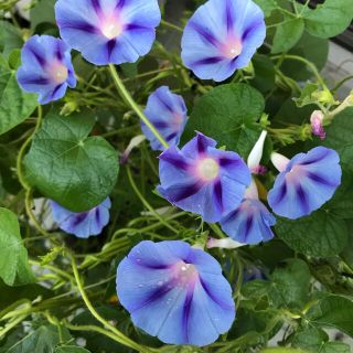 朝顔の種　2種(ヘーゼルウッドブルーズ・江戸風情)20粒ずつ(その他)