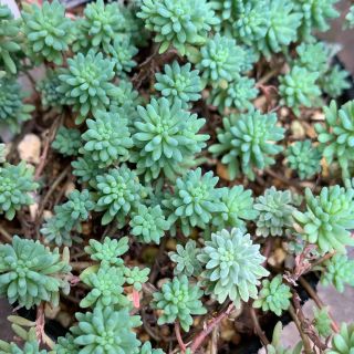 パリダム　セダム　多肉植物(その他)