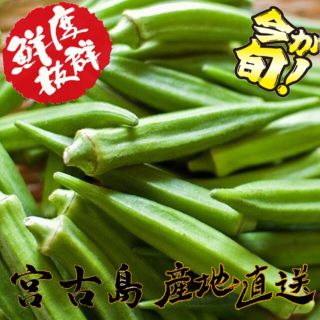 宮古島産 オクラ  50本(野菜)