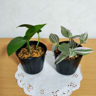 ポトス パーフェクトグリーン& トラデスカンチアラベンダー ミニ苗  観葉植物(その他)