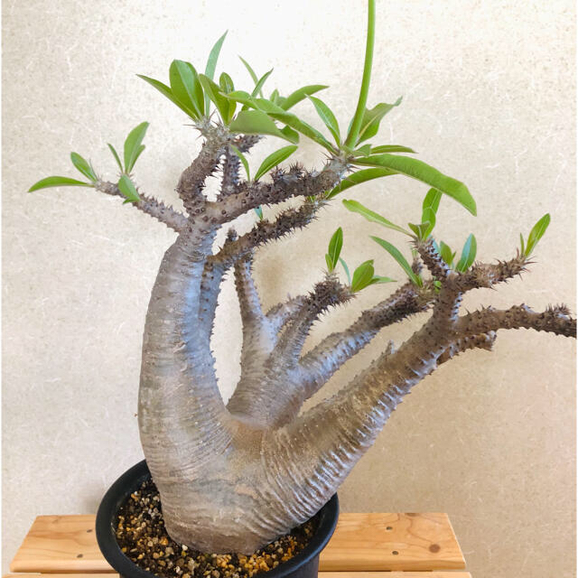 884様専用: パキポディウムマカイエンセ 発根株 (蕾付き) 884様専用: パキポディウムマカイエンセ 発根株 (蕾付き)