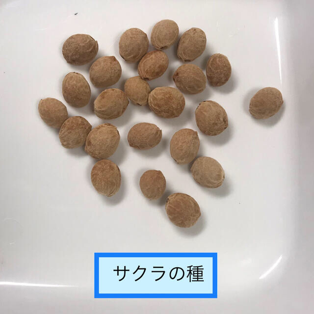 桜の種 30個 Aの通販 By Green S Shop ラクマ 桜の種 30個 Aの通販 By Green S Shop ラクマ
