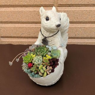 ❀ 多肉植物寄せ植え ❀ リスさん(プランター)