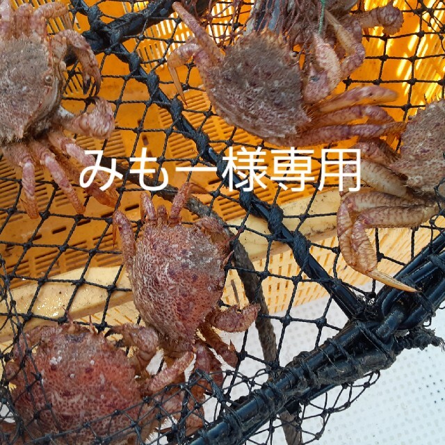 みもー様専用ページになります! 売れ筋商品 3304円引き www