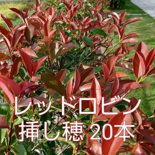 レッドロビン 挿し穂 20本(その他)