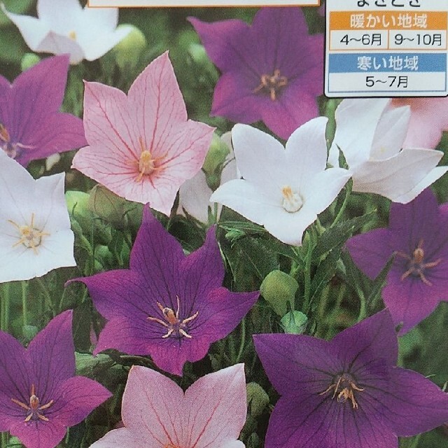 花の種     桔梗ミックス＋桔梗ピンク＋おまけ ハンドメイドのフラワー/ガーデン(その他)の商品写真