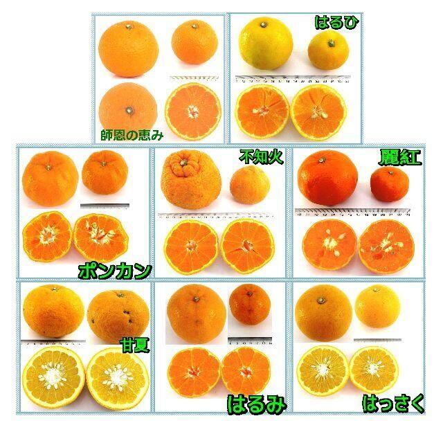 【しろへび様　専用】かんきつ色々詰合わせ🍊約8kg セット柑橘 ご家庭用 🉐 食品/飲料/酒の食品(フルーツ)の商品写真