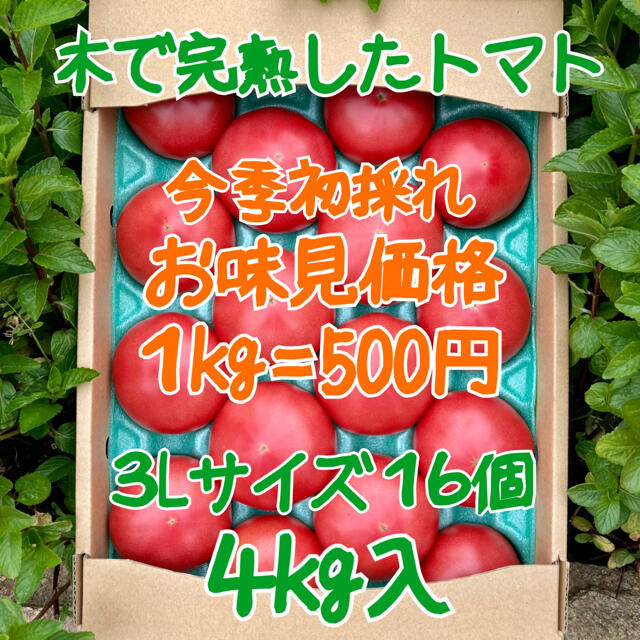 木成り完熟八風とまと3Lサイズ１６個入　4kg 食品/飲料/酒の食品(野菜)の商品写真