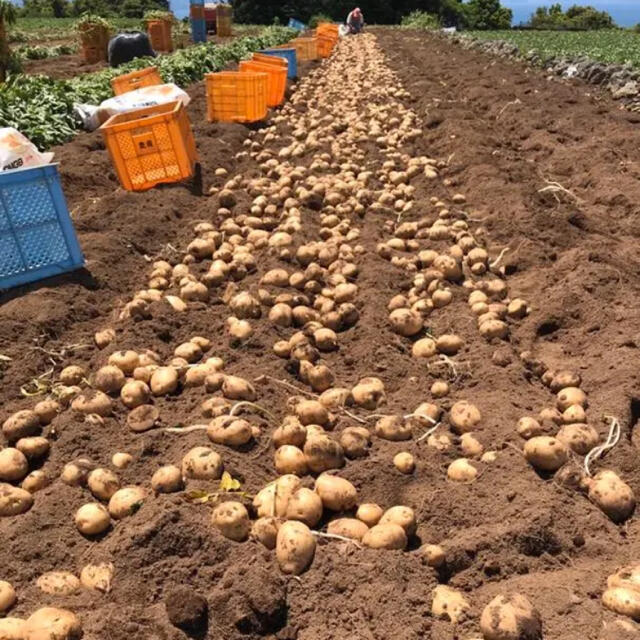 新じゃがいも10kg  長崎県産 食品/飲料/酒の食品(野菜)の商品写真