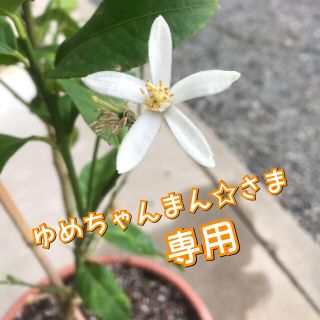 ききょう フリマアプリ ラクマ ききょう フリマアプリ ラクマ