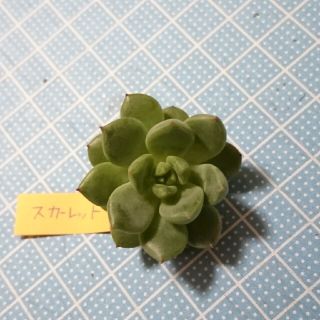 多肉植物カット苗 スカーレット(その他)