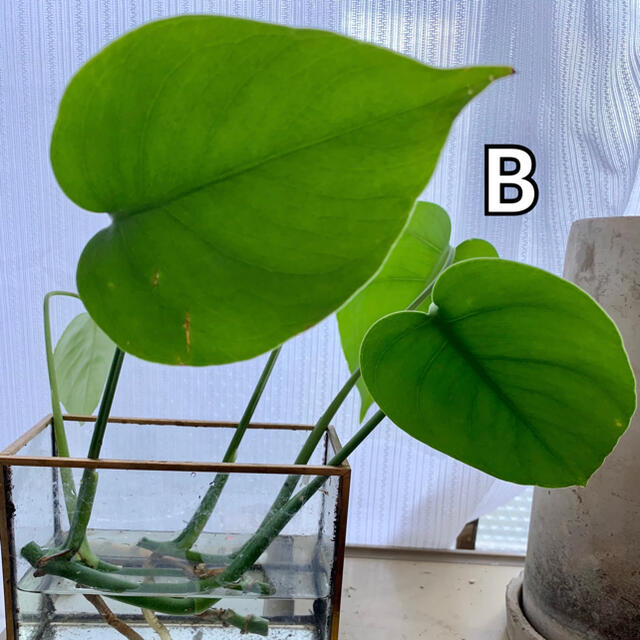 【確認用】モンステラ　デリシオサ　コンパクタ