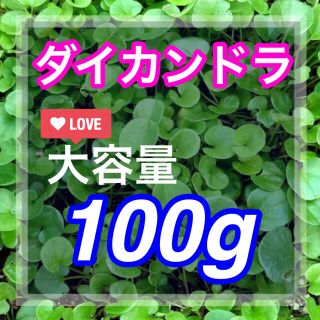 【まき時】ダイカンドラ ディコンドラ 100g種子。《7平米》芝生へ(その他)