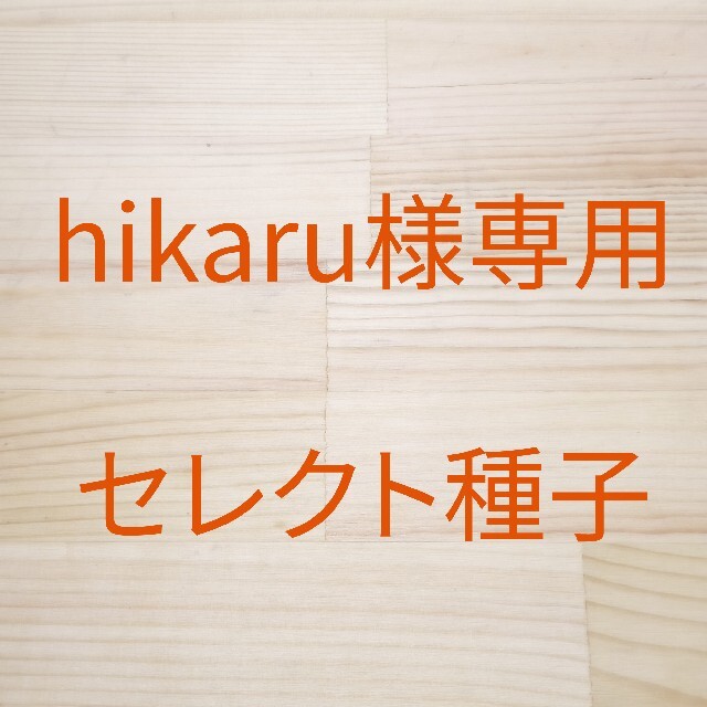 hikaru様専用　セレクト種子　10袋 食品/飲料/酒の食品(野菜)の商品写真