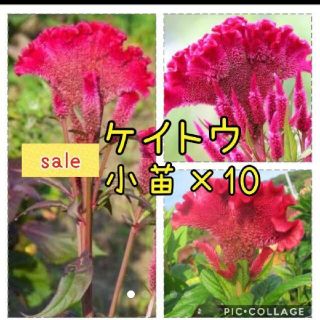 ケイトウ   花苗 小苗×10苗(その他)