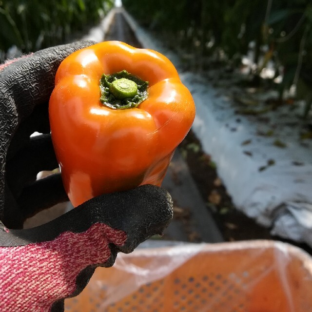 訳ありカラーピーマン3.2kg 食品/飲料/酒の食品(野菜)の商品写真