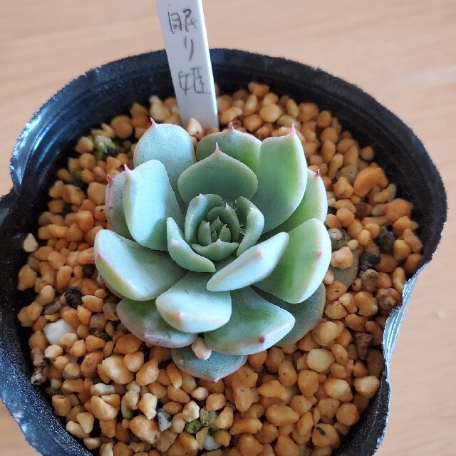 多肉植物 眠り姫 | フリマアプリ ラクマ
