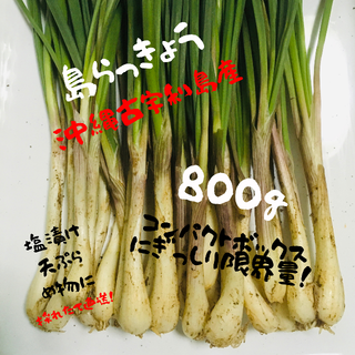 大好評！　旬です！【沖縄本島やんばる産】島らっきょう800g！(野菜)