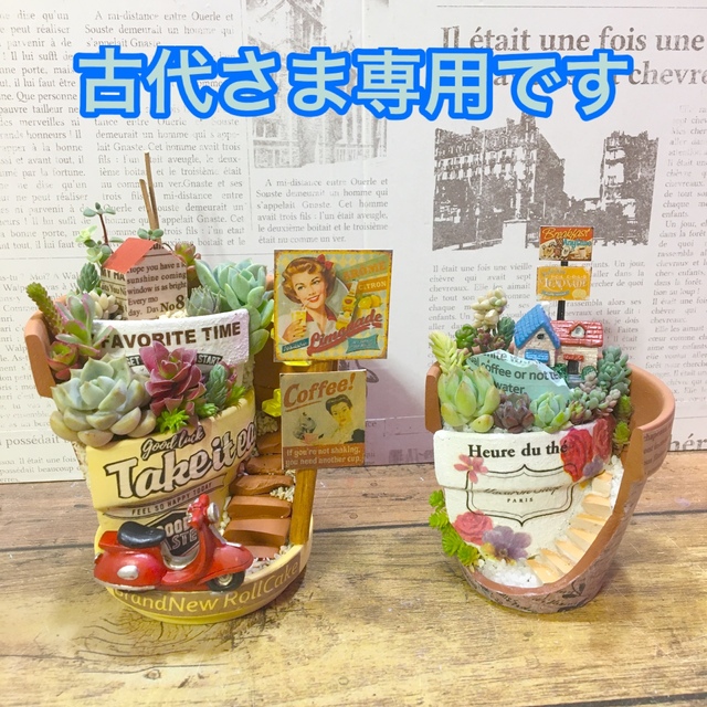 多肉植物　古代さま専用オーダーページです。 ハンドメイドのフラワー/ガーデン(その他)の商品写真