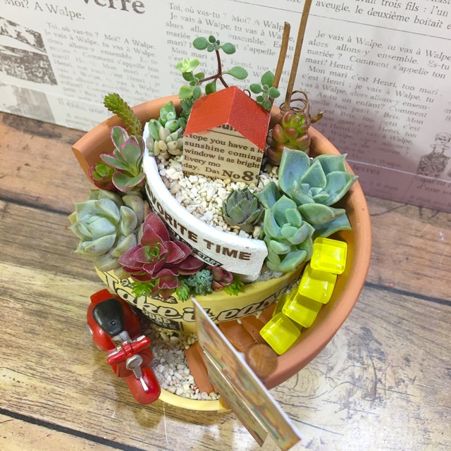 多肉植物　古代さま専用オーダーページです。 ハンドメイドのフラワー/ガーデン(その他)の商品写真