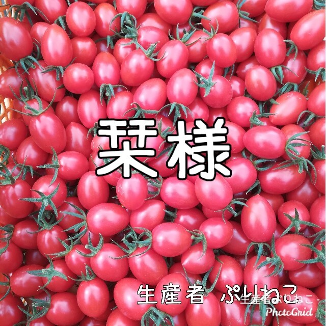 栞様 アイコ6kg ミニトマト 農家直送 食品/飲料/酒の食品(野菜)の商品写真