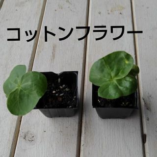 綿花　コットンフラワー　苗(その他)