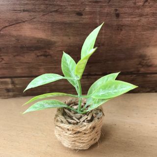 ミニチュア　植物　1(ミニチュア)