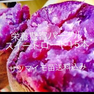 パープルスイートロード芋苗15本(野菜)