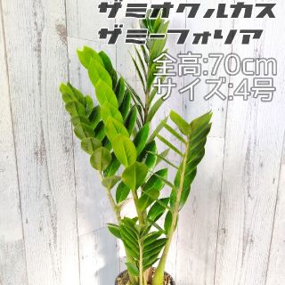 ザミオクルカス ザミフォーリア 4号　観葉植物　金銭樹(プランター)