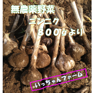 安全・安心野菜　千葉県産　にんにく　８００ｇより　５／２９～３０日の発送(野菜)