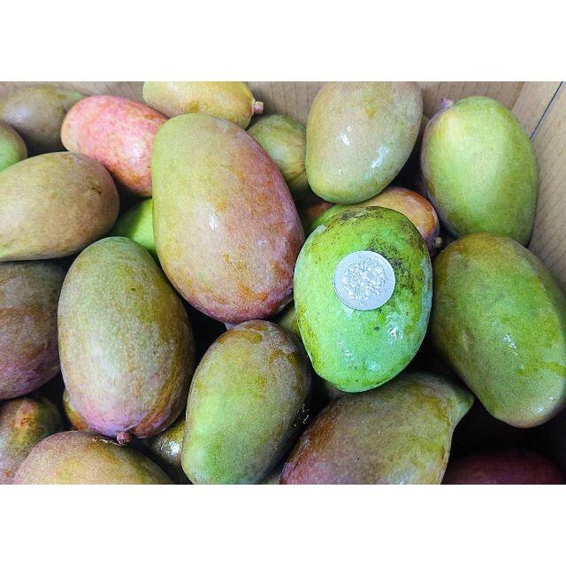 本日限定！沖縄産マンゴー（摘果マンゴー）10kg 野菜用！ 食品/飲料/酒の食品(フルーツ)の商品写真