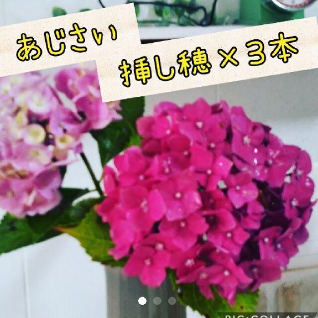 紫陽花ビビッドピンク 挿し穂 ３本 ハンドメイドのフラワー/ガーデン(その他)の商品写真