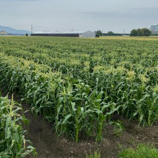 ヤングコーン　ゴールド　(野菜)