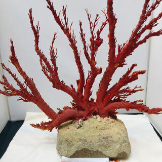 天然アップル珊瑚　置物