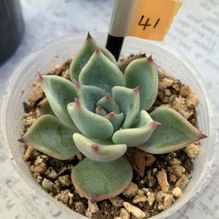 41.多肉植物　ロメオ×ざわわ(その他)