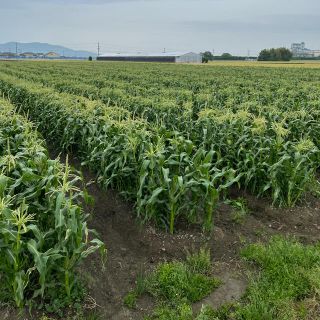 ヤングコーン　ゴールド(野菜)