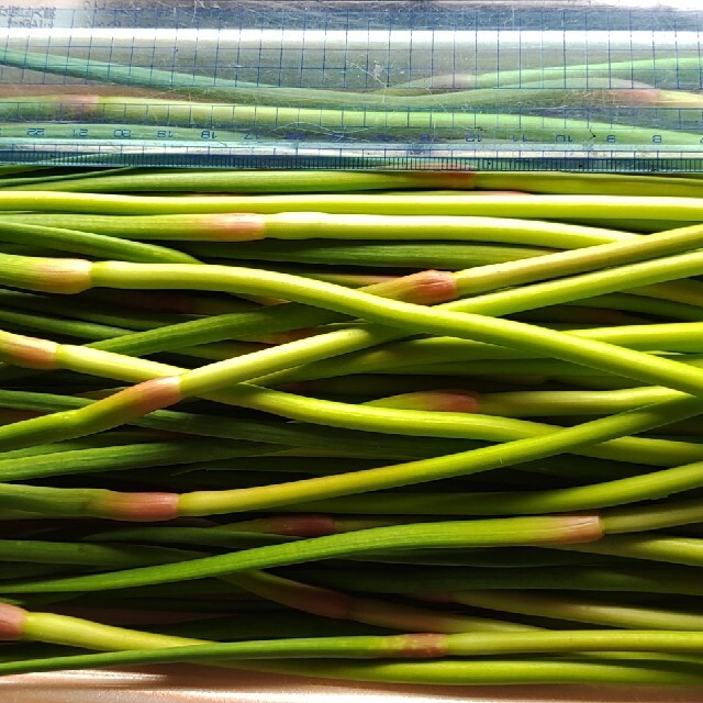 ニンニクの芽（１キロ） 食品/飲料/酒の食品(野菜)の商品写真