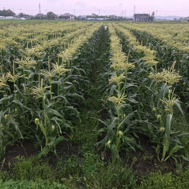 予約商品！発送は６月３日〜　極上とうもろこし 食品/飲料/酒の食品(野菜)の商品写真