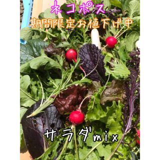 サラダmix 野菜　詰め合わせ　ネコポス　直送(野菜)